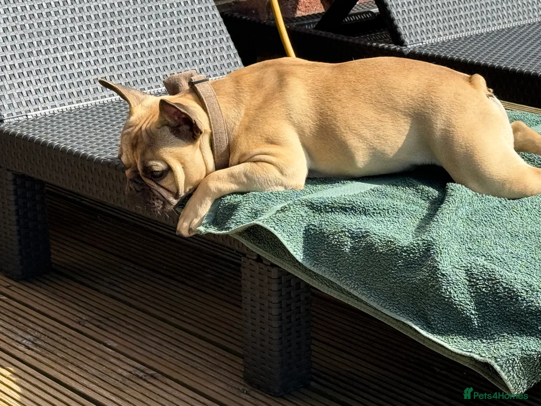 French Bulldog dogs for sale: French bulldog male  - Advert 2