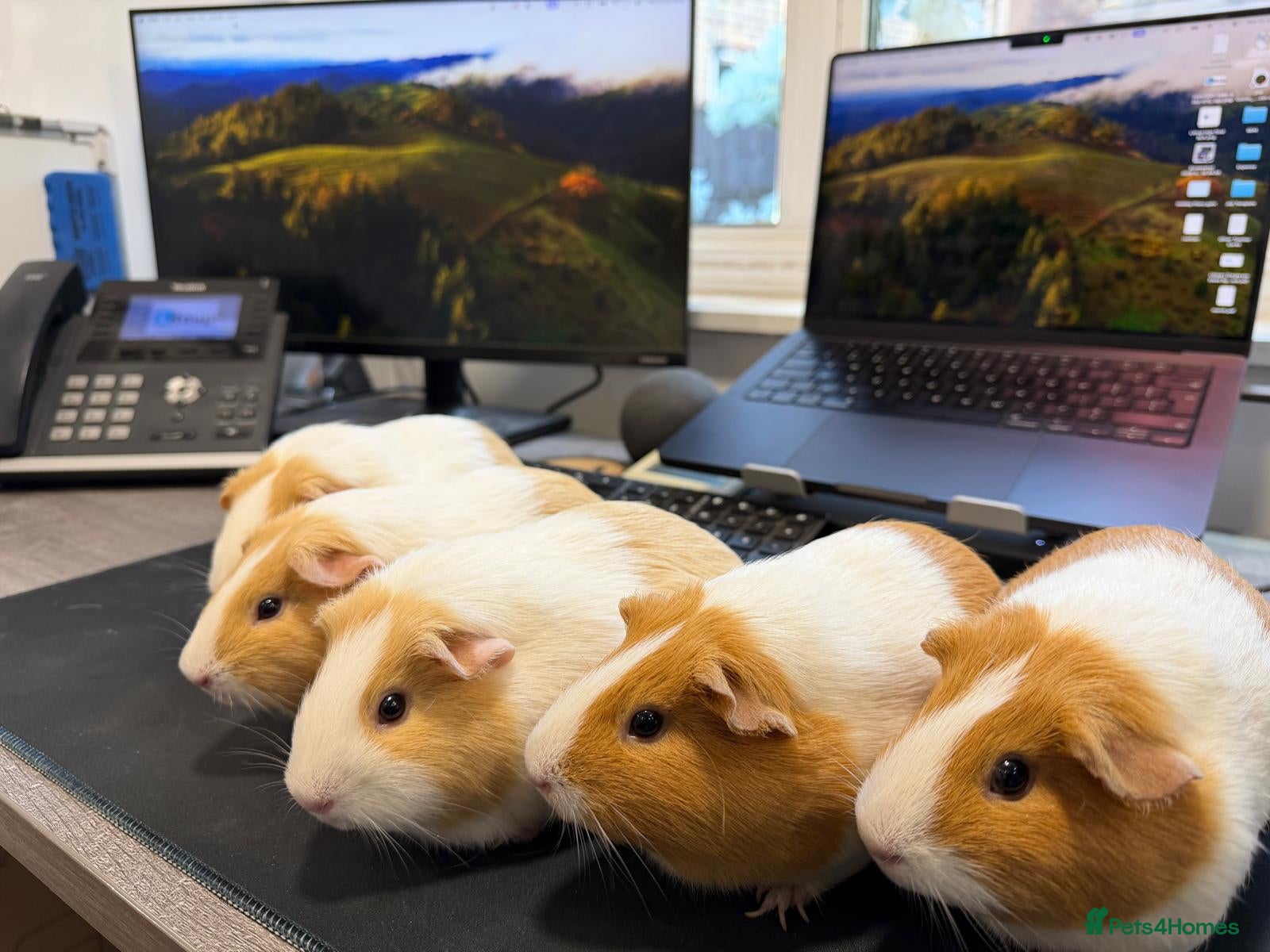 Guinea Pig rodents Buff & Cream Dutch Guinea Pigs - Breeding Group - Advert 2