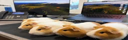 Guinea Pig rodents for sale: Buff & Cream Dutch Guinea Pigs - Breeding Group - Advert 2