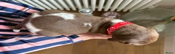 German Shorthaired Pointer dogs for sale: KC Registered German Shorthaired Pointer Puppies - Advert 11