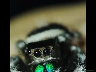 Spiders invertebrates Jumping spiders/P.regius / - Advert 22