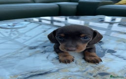 Miniature Dachshund dogs for sale: 🐾READY TO LEAVE NEXT WEEK🐾 - Image 27