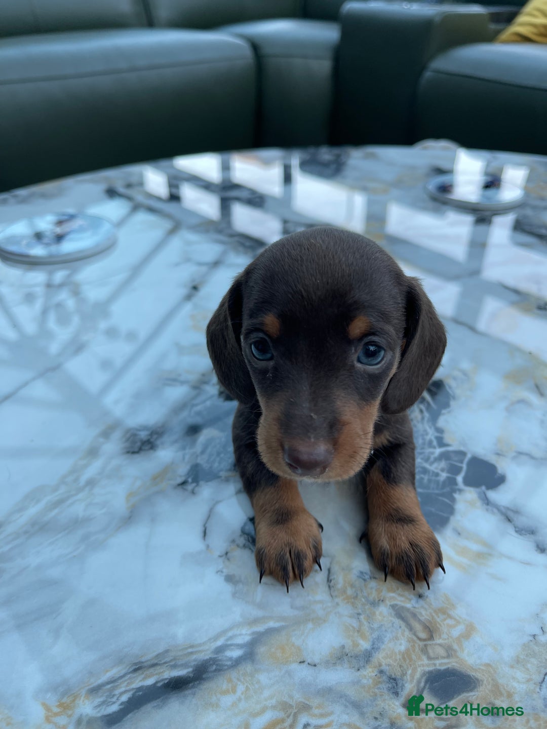 Miniature Dachshund dogs for sale: 🐾READY TO LEAVE NEXT WEEK🐾 - Image 27