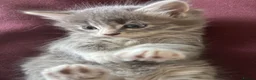 Mixed Breed cats for sale: 4 Beautiful kittens ready for new homes ✨🩷 - Advert 6