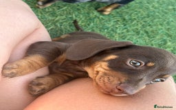 Dachshund dogs for sale: Dachshund Puppies - Image 9