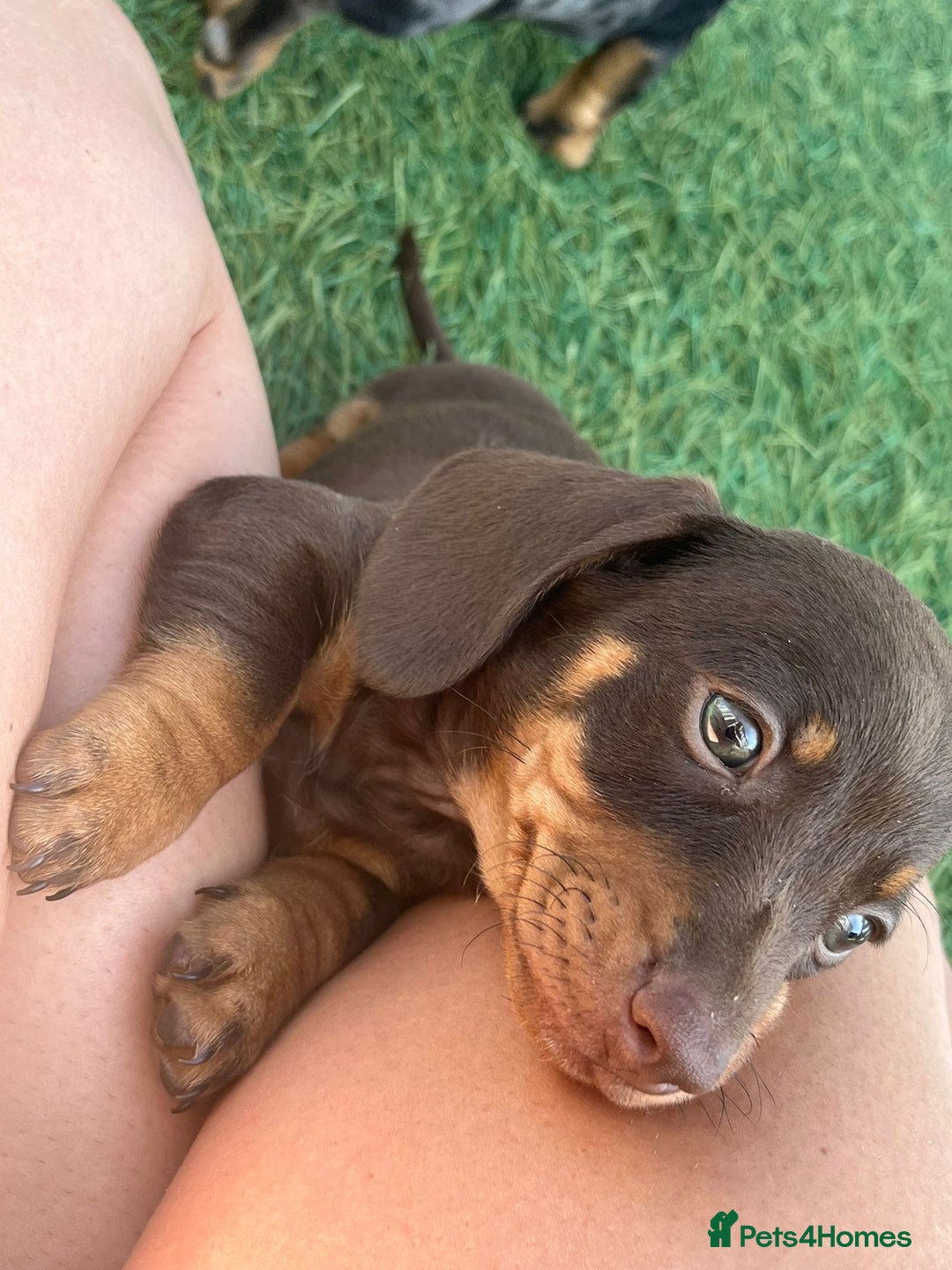 Dachshund dogs for sale: Dachshund Puppies - Image 9