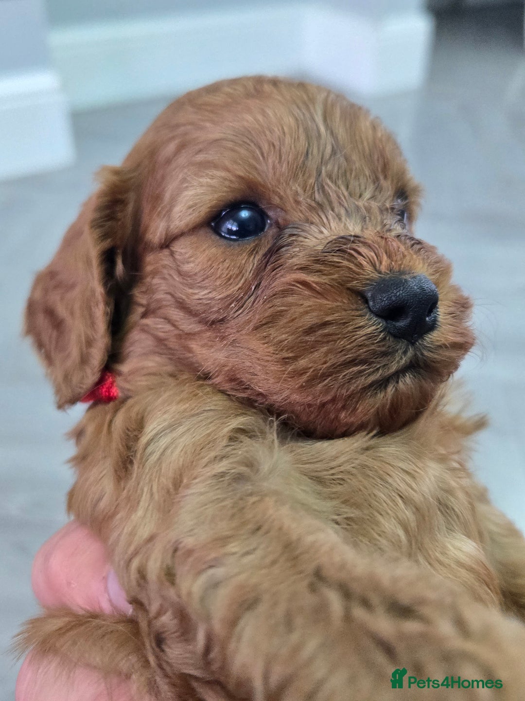 Cavapoo dogs for sale: cavapoo puppies - Image 14