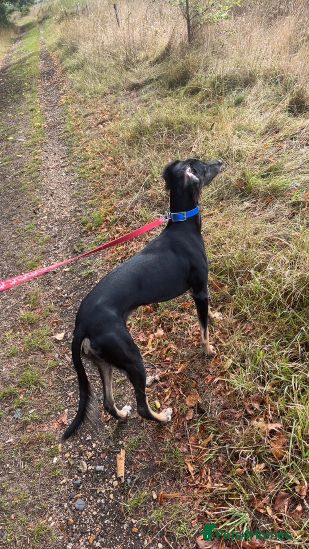 Saluki dogs for sale: Saluki girl  in Wimborne - Advert 2