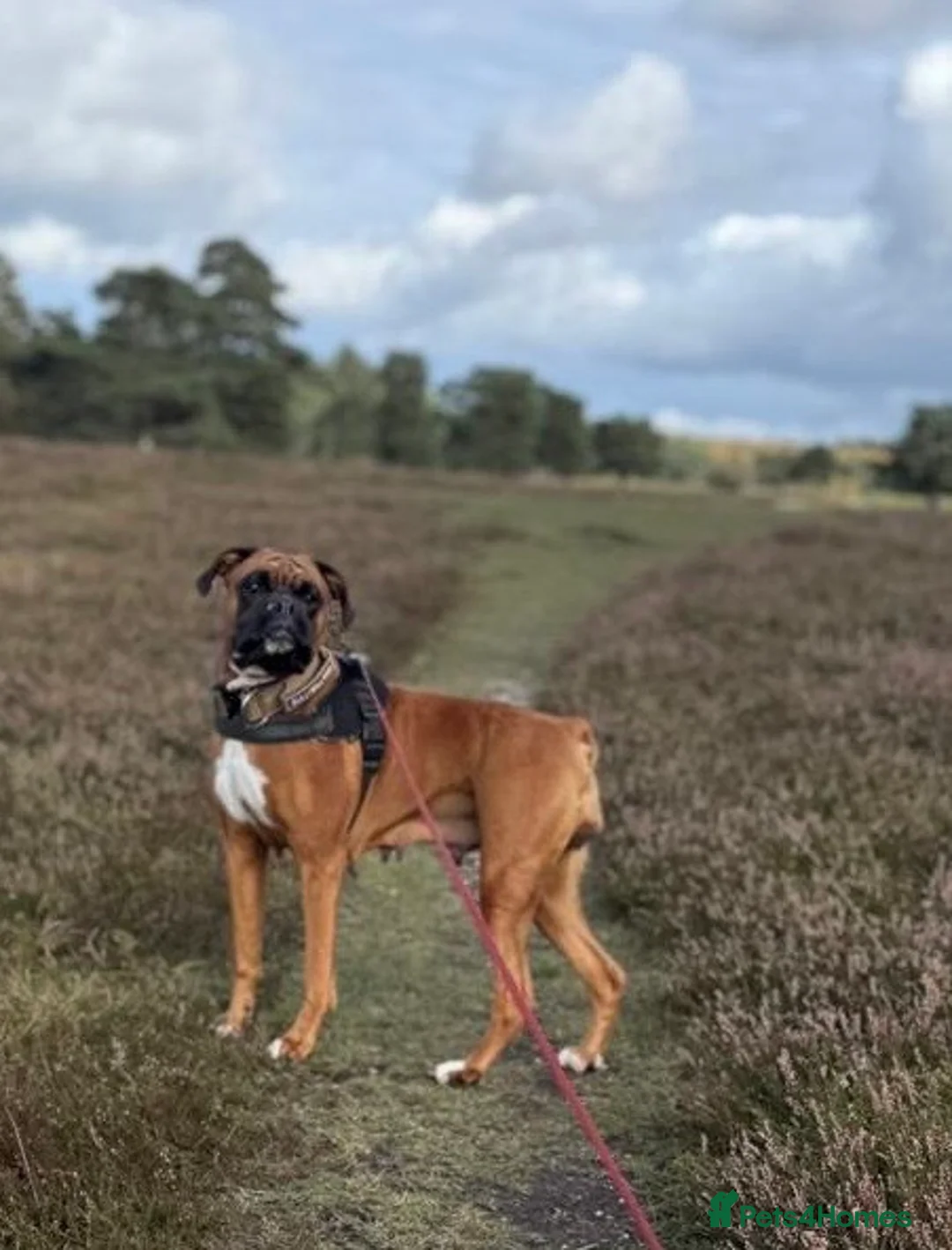 Boxer dogs for sale: 3 Beautiful boxer puppies   - Advert 1