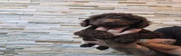 Cockapoo dogs for sale: 7 x F2 cockerpoo puppies 4 boys 3 girls - Advert 3