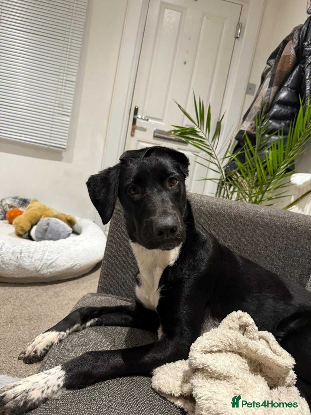 Mixed Breed dogs for adoption: Lovely lily is ready for her forever home - Advert 2