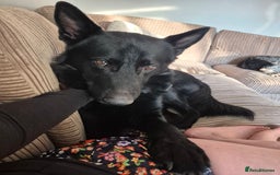 Mixed Breed dogs for sale: Looking to rehome our Gorgeous Boy - Image 4