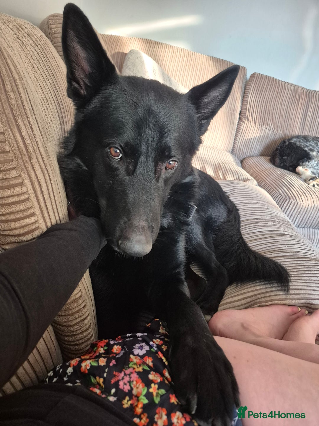 Mixed Breed dogs for sale: Looking to rehome our Gorgeous Boy - Image 4