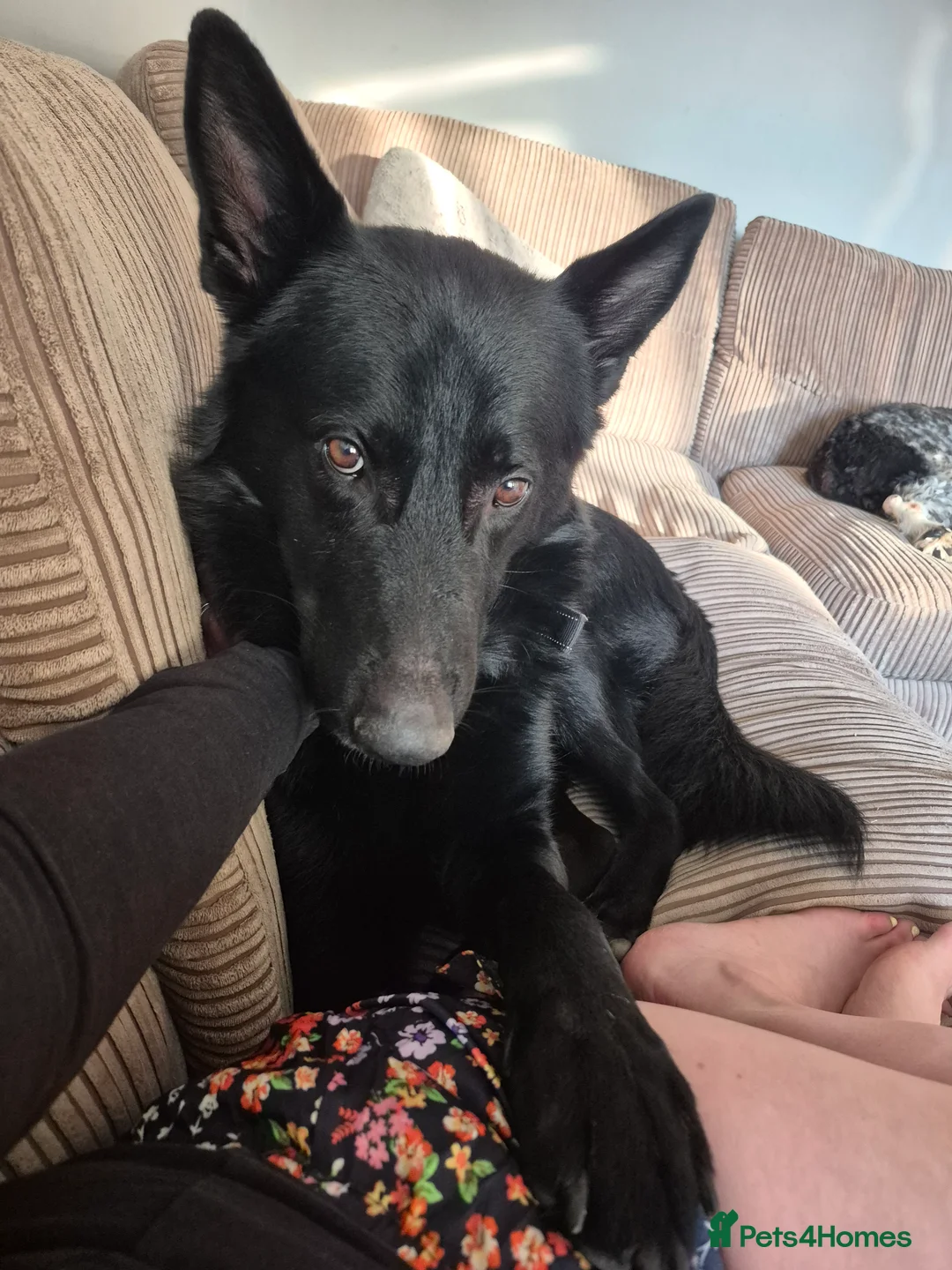 Mixed Breed dogs for sale: Looking to rehome our Gorgeous Boy - Advert 6