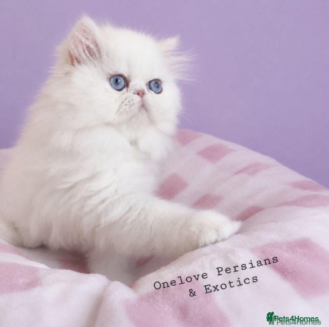 Persian cats 🎀🎀 GCCF Persian Kitten 🎀🎀 - Advert 13