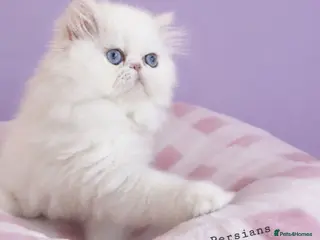 Persian cats 🎀🎀 GCCF Persian Kitten 🎀🎀 - Advert 13