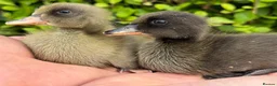 Ducks poultry for sale: Stunning pure bred Runner Ducks  - Advert 8