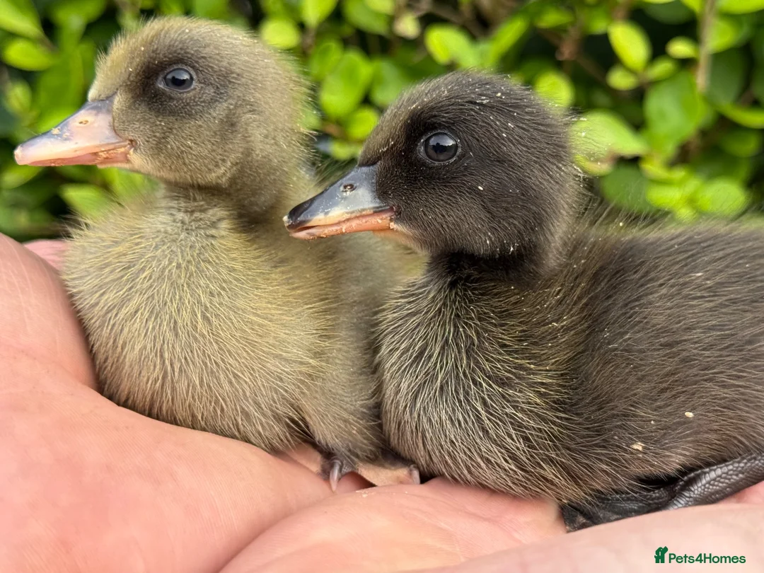 Ducks poultry for sale: Stunning pure bred Runner Ducks  - Advert 8