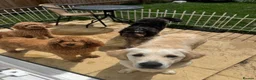 Poodle dogs for sale: Red Moyen Klein Poodle  - Advert 4