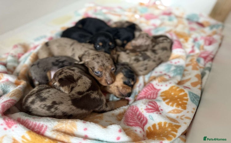 Dachshund dogs - Advert 16