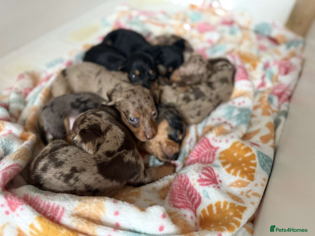 Dachshund dogs for sale: Dachshunds 4x Male 3x Female - Image 1
