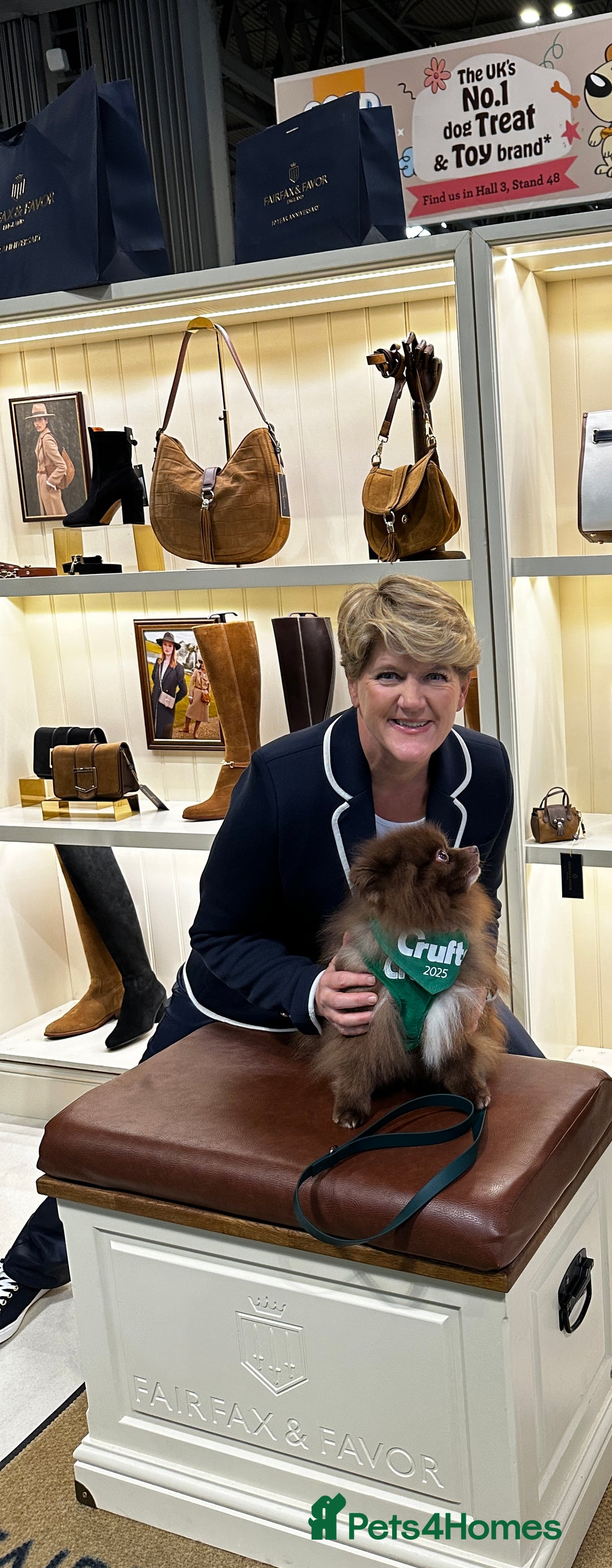 Pomeranian dogs for stud: Proven Chocolate KC in Runcorn - Advert 8