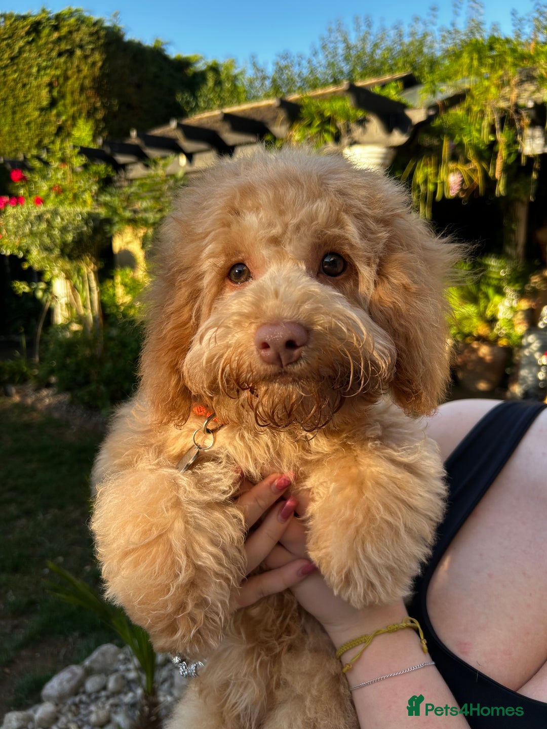 Cockapoo dogs for stud: **Proven** Cockapoo X Cavapoochon Stud - Image 21