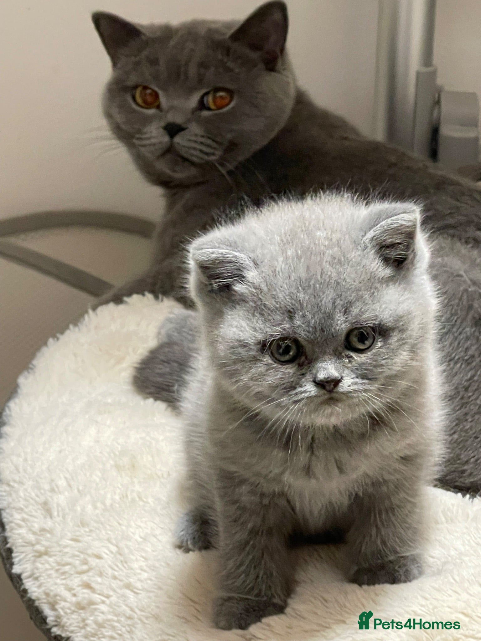 British Shorthair cats PEDIGREE BRITISH SHORTHAIR BLUE KITTENS - Advert 1