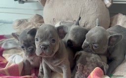 French Bulldog dogs for sale: Lilac blue eyed litter of 6. DWKC registered  - Image 22