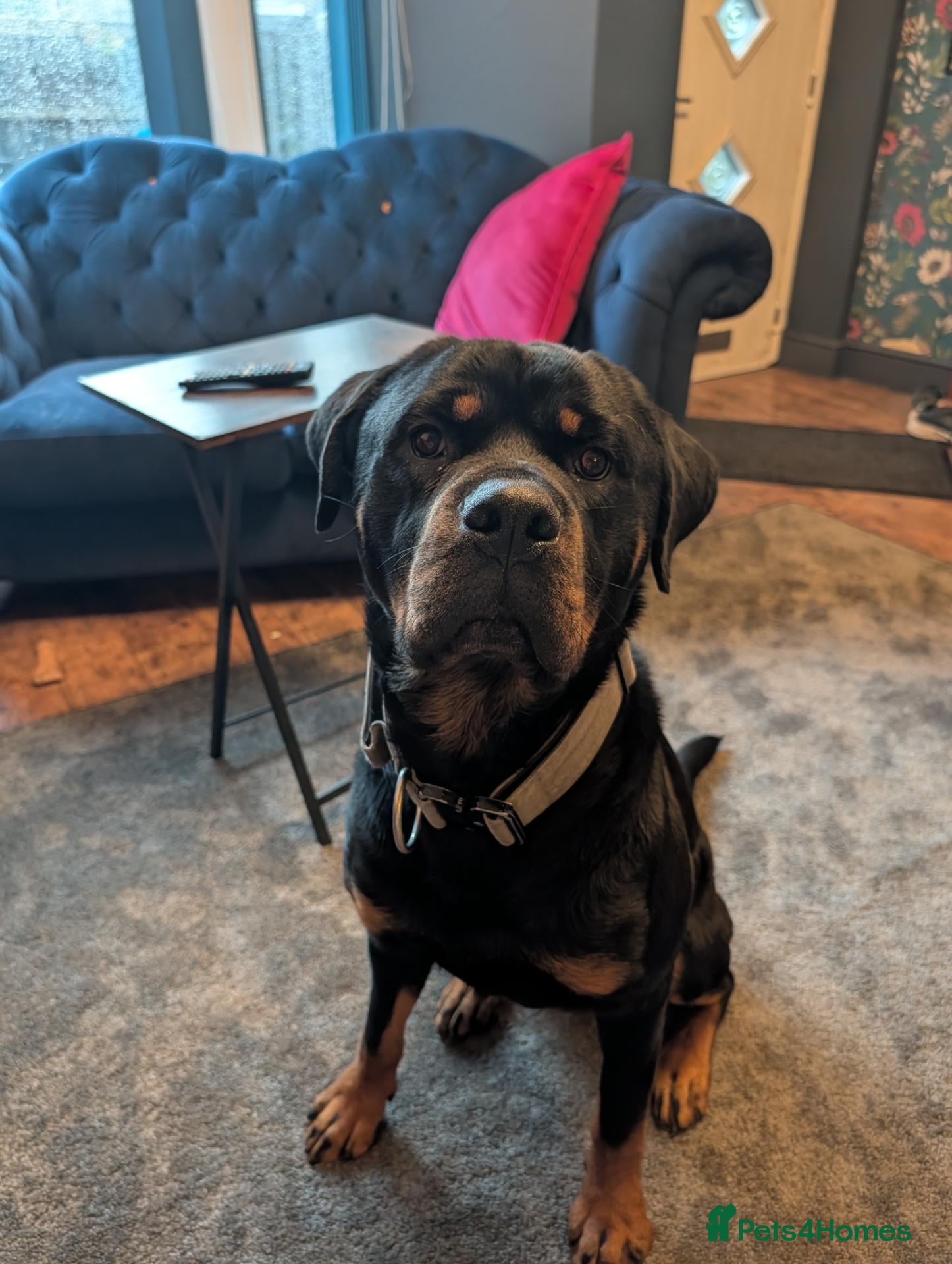 Rottweiler dogs for sale: Bruce... Handsome 2.5 year old Rotty - Advert 1
