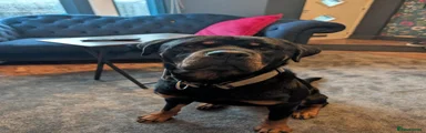 Bruce