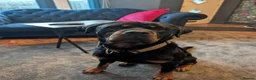 Rottweiler dogs for sale: Bruce... Handsome 2.5 year old Rotty in Buxton - Advert 1