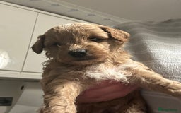 Cavapoo dogs for sale: Toy Cavapoo puppies for sale  - Image 5