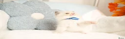Ragdoll cats for sale: Elite TICA Kittens – Champion Bloodlines - Advert 13