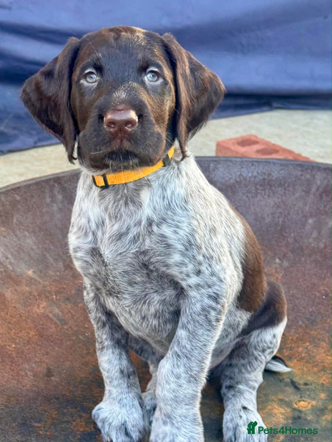 German Wirehaired Pointer dogs for sale: KC registered German Wirehaired Pointers - Advert 13