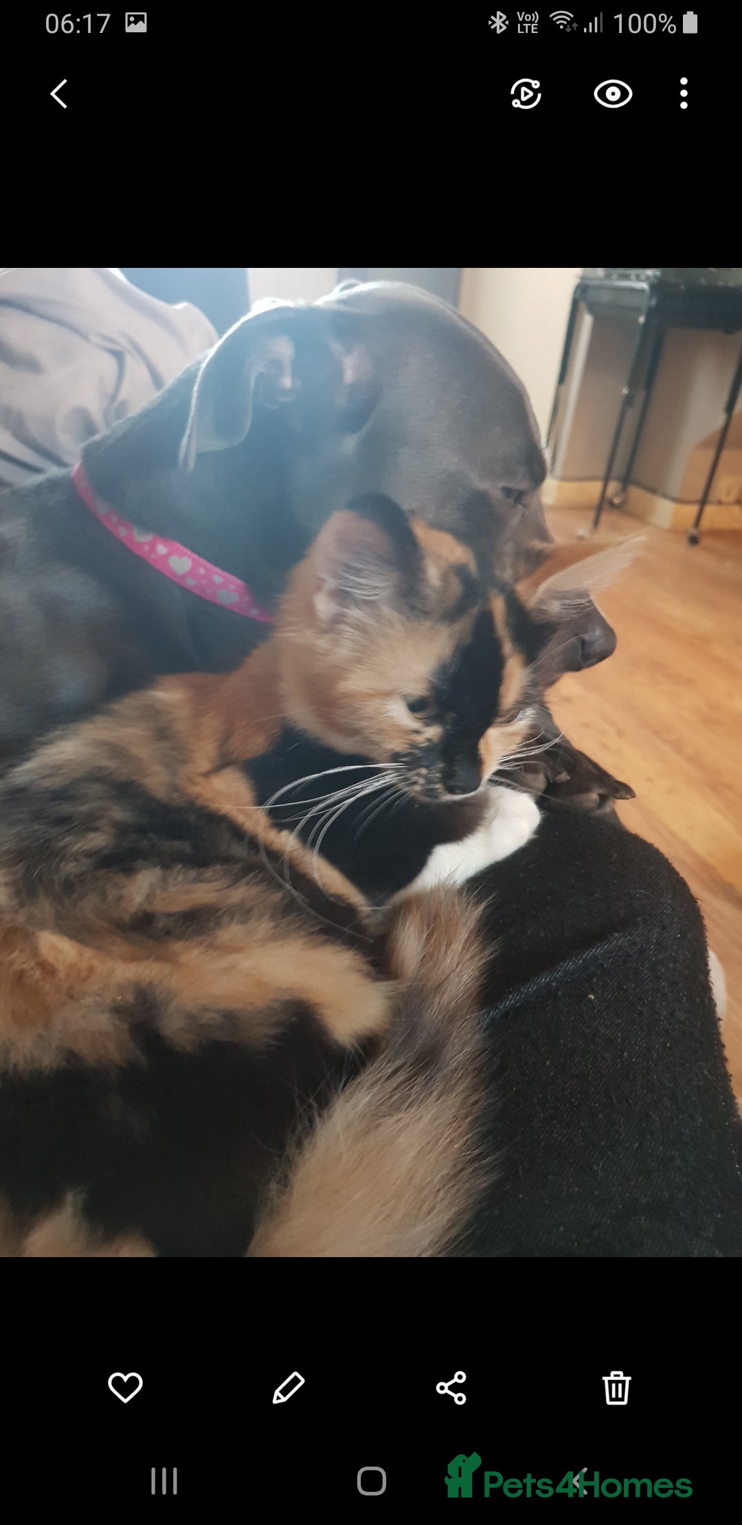 British Shorthair cats for sale: Marmite  - Advert 8