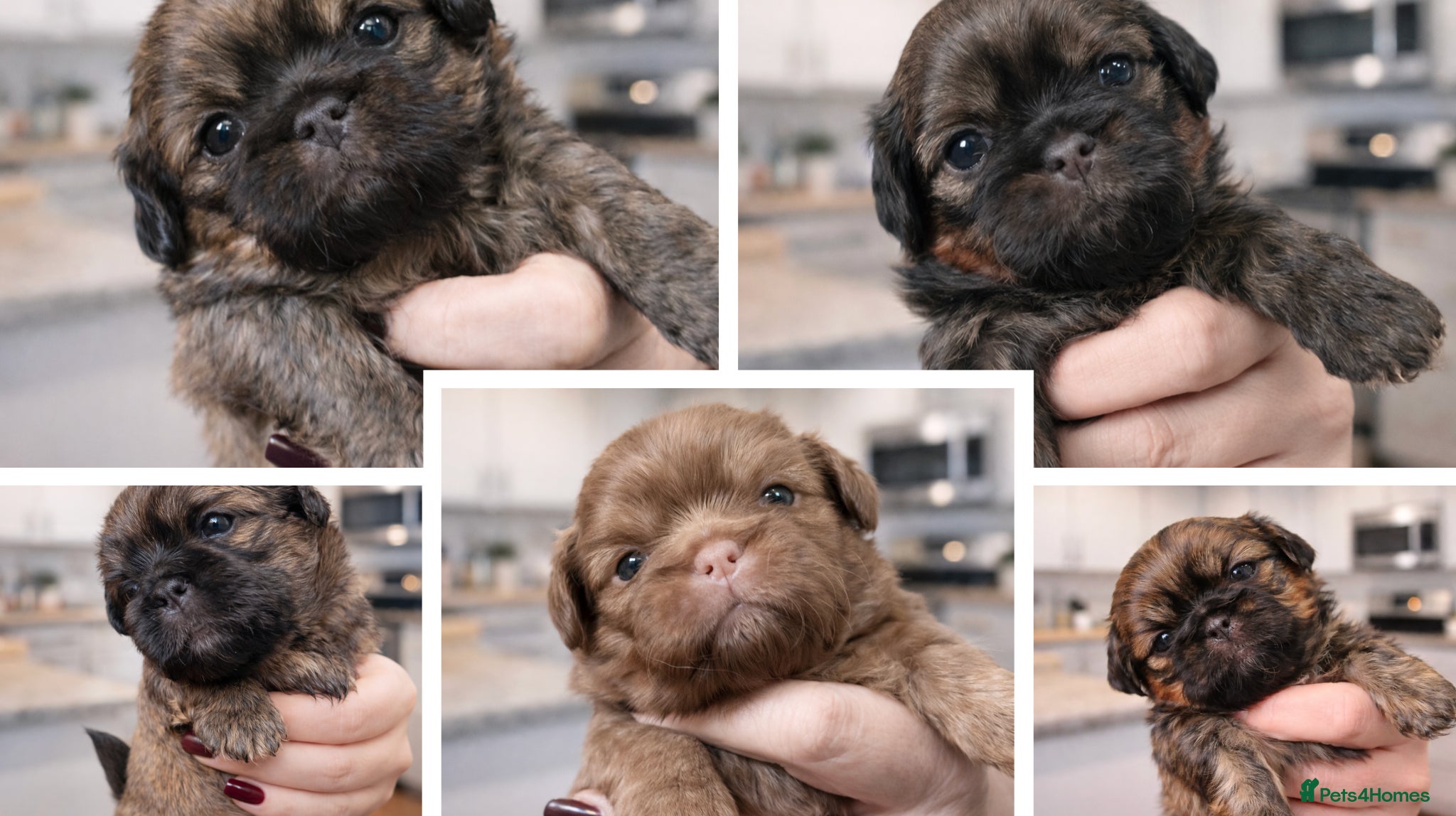 Shih Tzu dogs Stunning Imperial Shih Tzu Puppies ~ Rare Colours - Advert 1