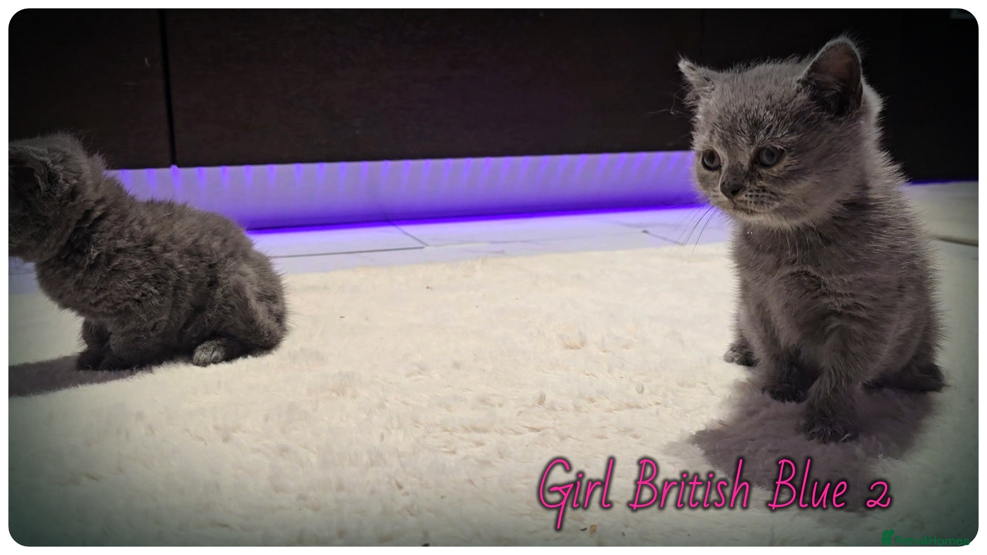 British Shorthair cats Pure British Blue Shorthair Kittens - Advert 2