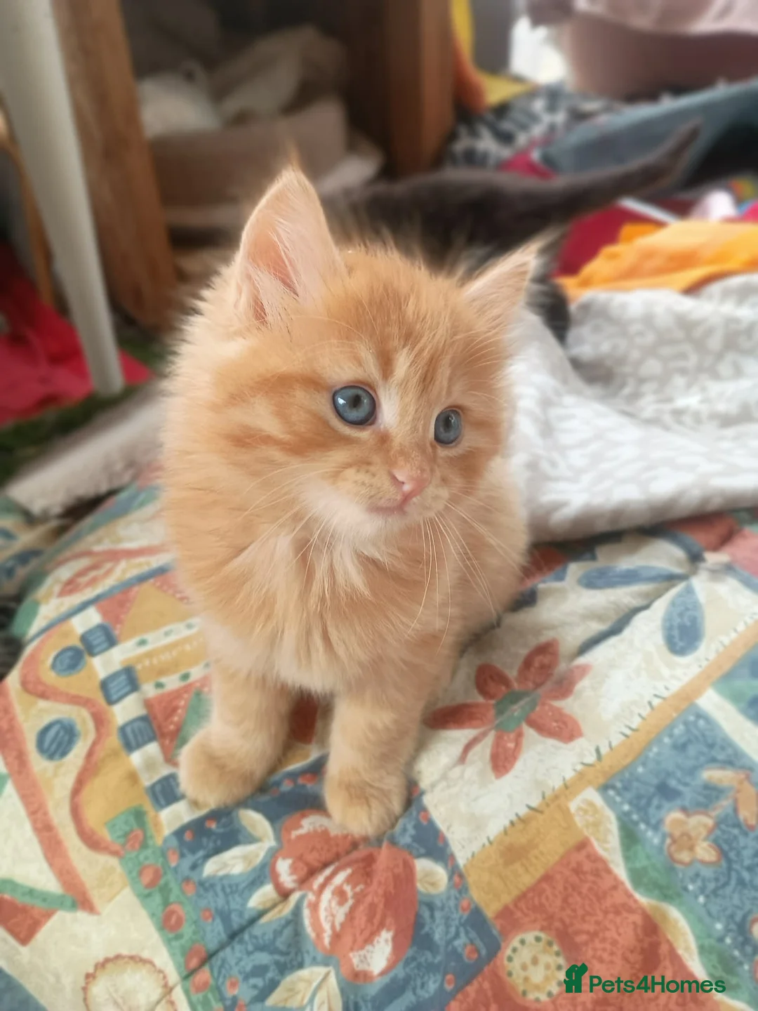 Mixed Breed cats for sale: Maine Coone X Ragdoll kittens in Weston-super-Mare - Advert 2