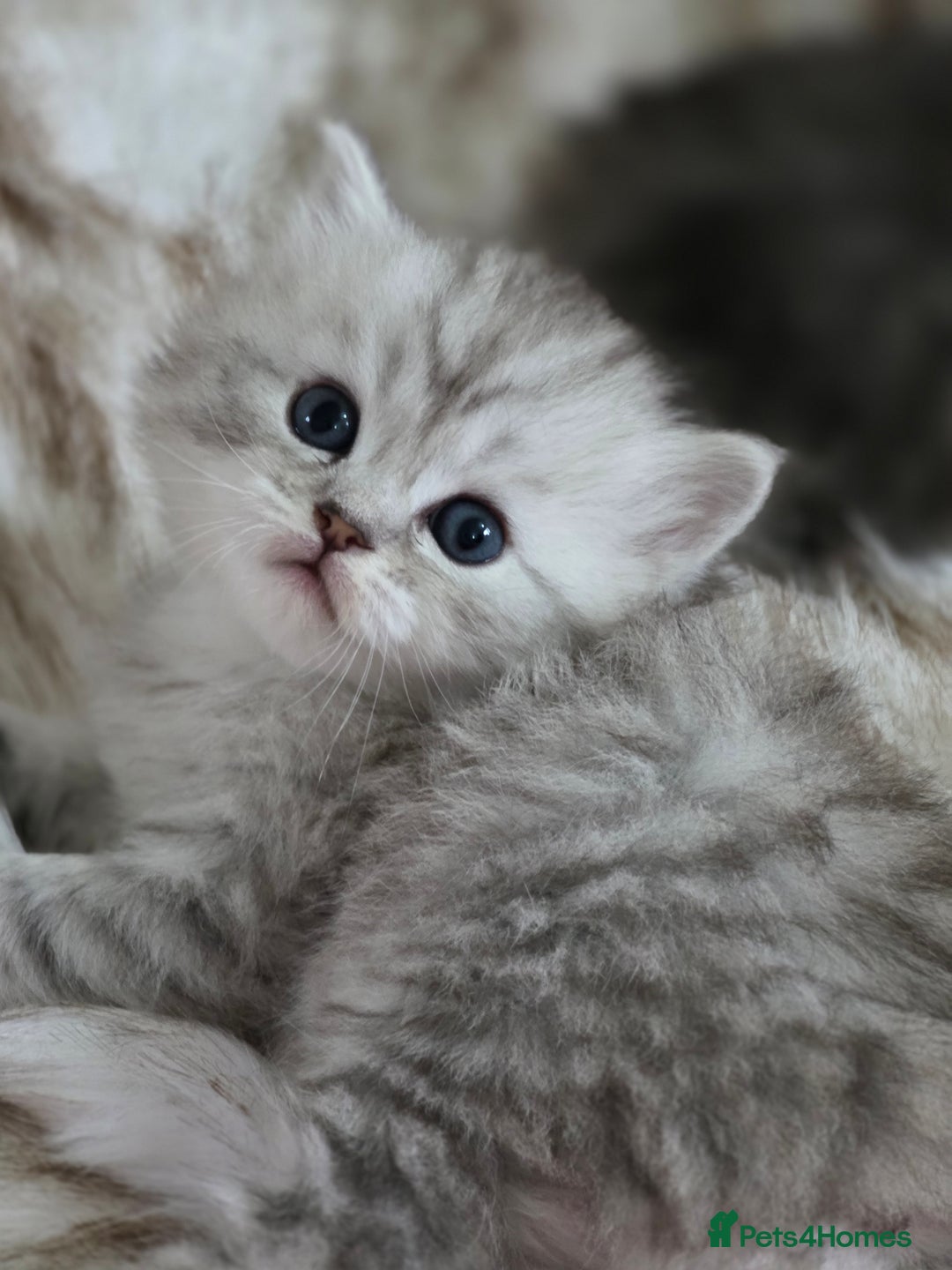 Persian cats for sale: Persian kittens  - Advert 21