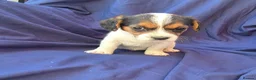 Jack Russell dogs for sale: Beautiful jack russell puppies ready now - Advert 15