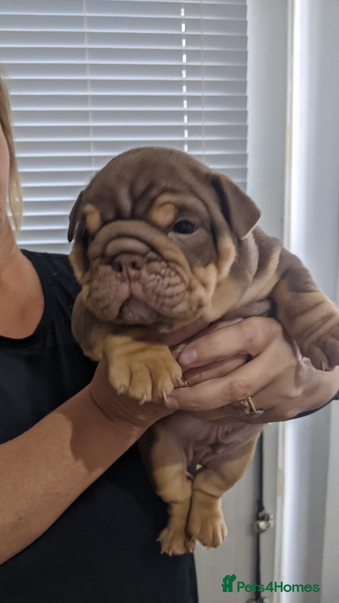 English Bulldog dogs for sale: English bull dogs  - Image 20