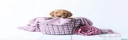 Mini Goldendoodle dogs for sale: F1, health tested, 5* breeder & POLICE K9 trainer - Advert 4