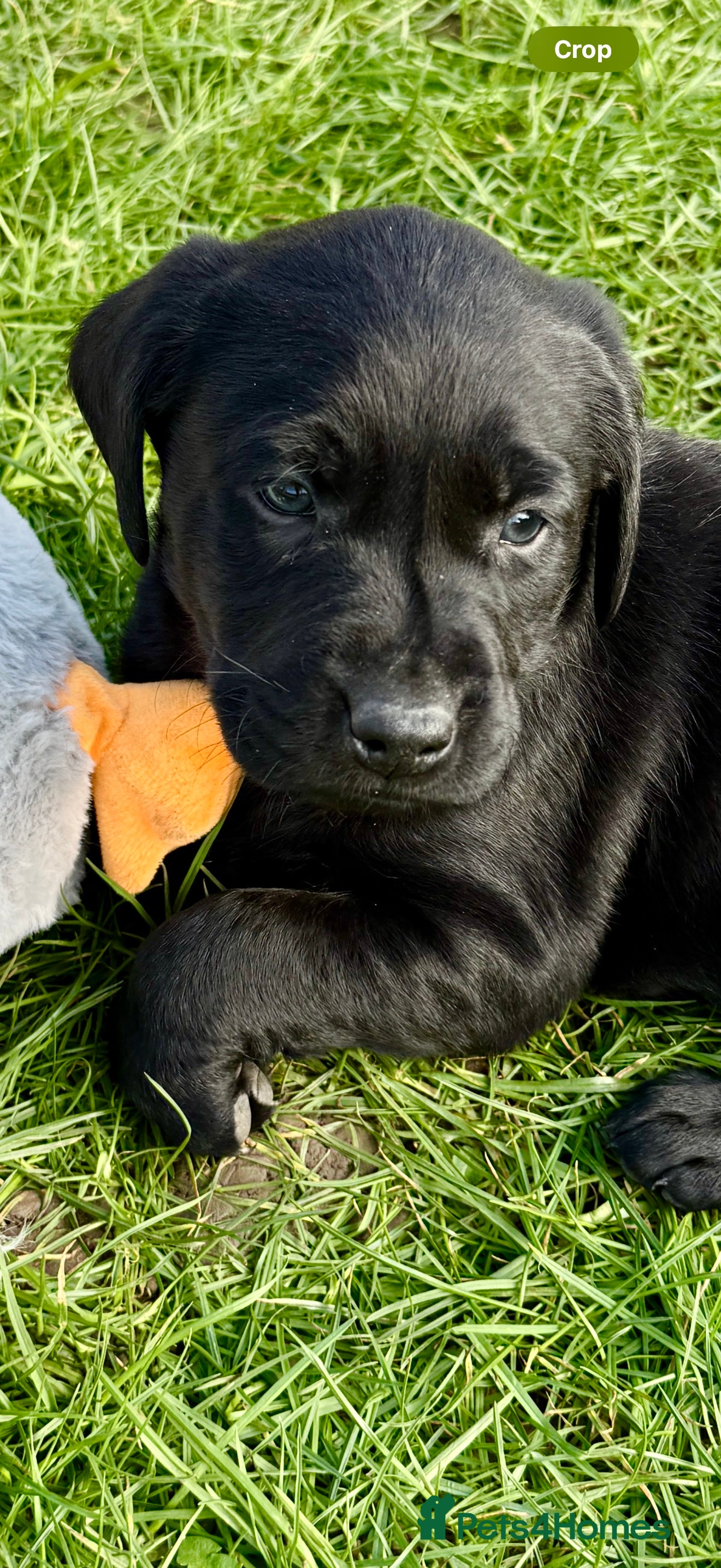 Labrador Retriever dogs KC Labrador puppies  - Advert 18