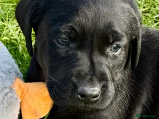 Labrador Retriever dogs KC Labrador puppies - Advert 18