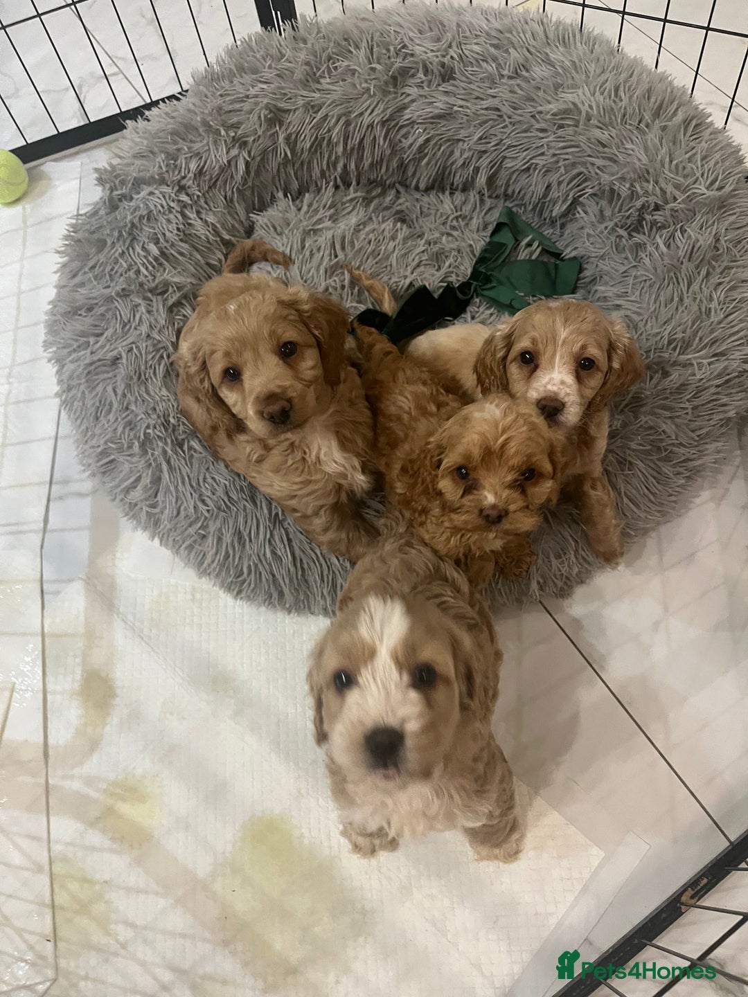 Cockapoo dogs for sale: F1 cockapoo  - Advert 2