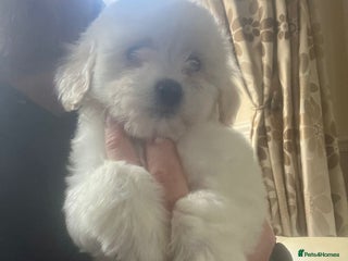 Maltipoo dogs Maltipoo’s ready to leave for new home in Stoke-on-Trent - Advert 5