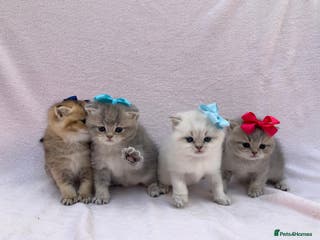 British Shorthair cats 💕 Pedigree GCCF blue golden British shorthair - Advert 3