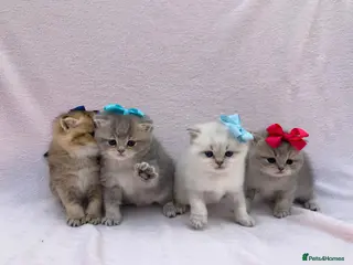 British Shorthair cats 💕 Pedigree GCCF blue golden British shorthair - Advert 18