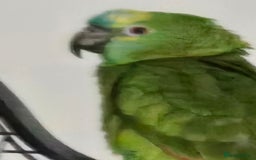 Parrots birds for sale: Blue fronted  amazon - Image 2
